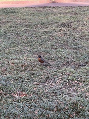 Turdus migratorius