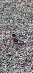 Turdus migratorius
