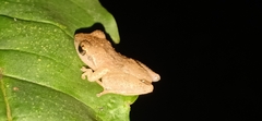 Pseudophilautus wynaadensis