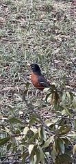 Turdus migratorius