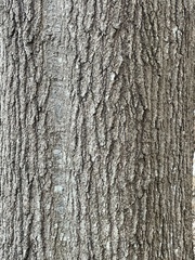 Ailanthus