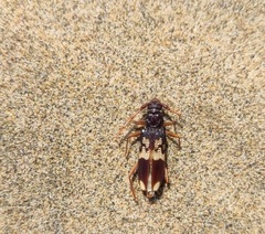 Phoracantha semipunctata