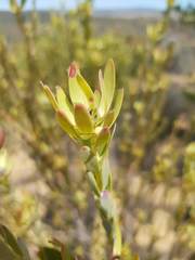 Leucadendron procerum