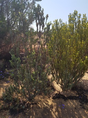 Leucadendron procerum