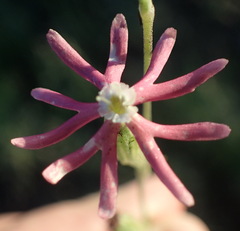 Silene burchellii