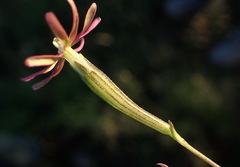 Silene burchellii