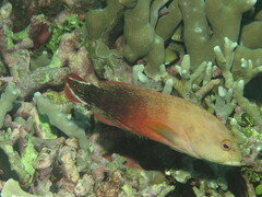 Cephalopholis urodeta