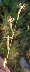 Silene burchellii