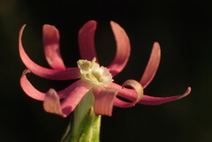 Silene burchellii