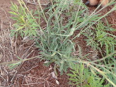 Silene burchellii