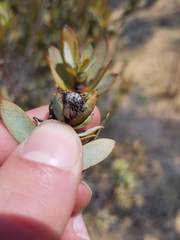Leucadendron procerum