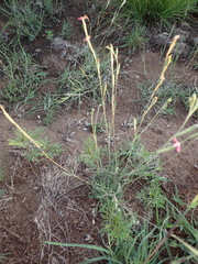 Silene burchellii