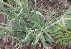 Silene burchellii