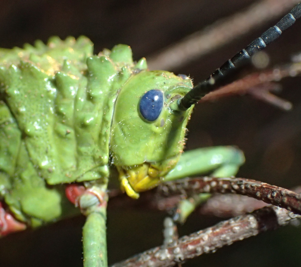 Green Milkweed Locust From Bayswater Rural Bloemfontein South