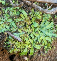 Targionia hypophylla