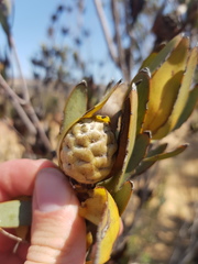 Leucadendron procerum