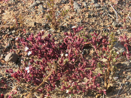 Mesembryanthemum nodiflorum