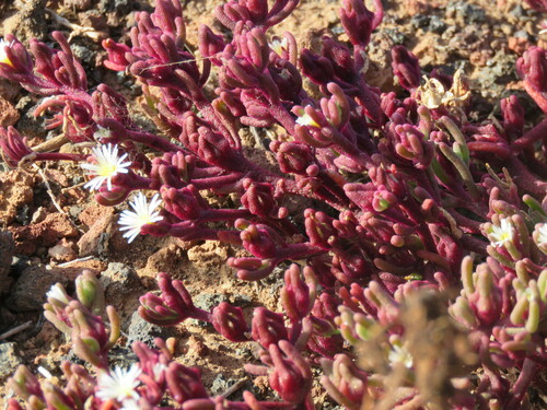 Mesembryanthemum nodiflorum