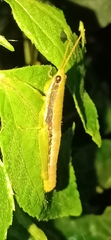 Neorthacris