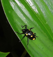 Scaphidomorphus tripunctatus
