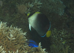 Chaetodontoplus mesoleucus