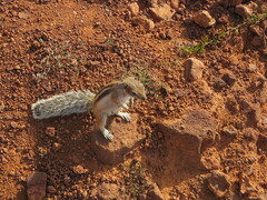 Atlantoxerus getulus