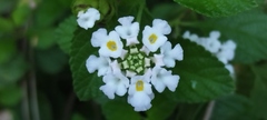 Lantana involucrata