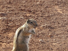 Atlantoxerus getulus