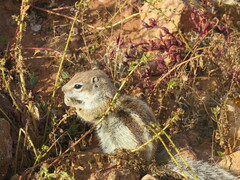 Atlantoxerus getulus