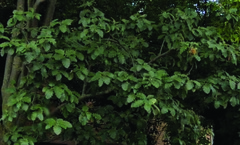 Scandosorbus intermedia