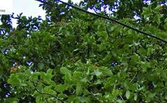 Scandosorbus intermedia