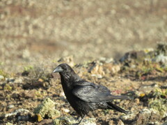 Corvus corax tingitanus