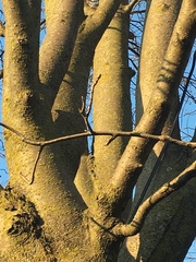 Scandosorbus intermedia