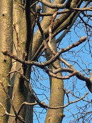 Scandosorbus intermedia