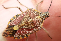 Agonoscelis versicoloratus