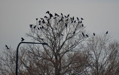 Corvus brachyrhynchos
