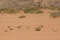 Pterocles orientalis