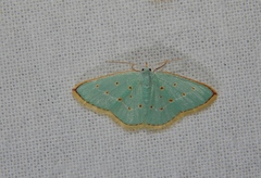 Comostolopsis stillata