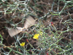 Hyles livornica
