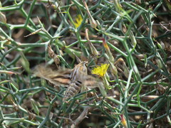 Hyles livornica