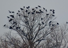 Corvus brachyrhynchos