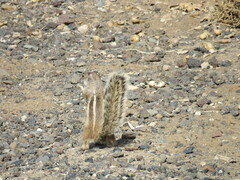 Atlantoxerus getulus