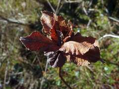 Rabdophaga rosaria