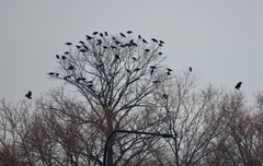 Corvus brachyrhynchos