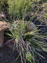 Carex triquetra