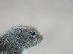 Atlantoxerus getulus