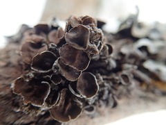 Tuckermanopsis sepincola