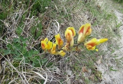 Chamaecytisus ratisbonensis