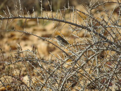 Curruca conspicillata