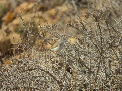 Curruca conspicillata